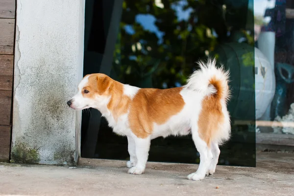 The dog sitting — Stock Photo, Image