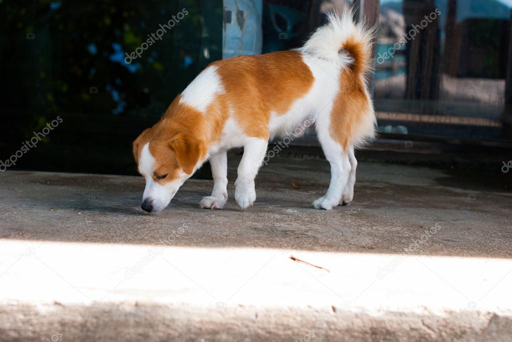 Dog Sniffing on the Ground
