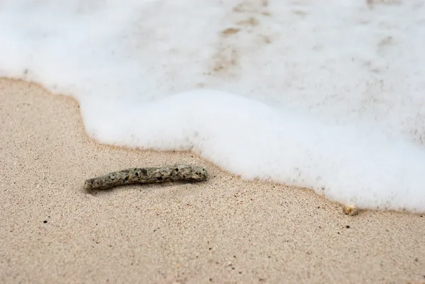 Korálové fragmentů na plážích — Stock fotografie