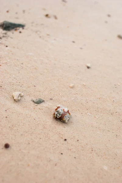 Korálové fragmentů na plážích — Stock fotografie