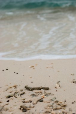 mercan parçaları üzerinde plajlar