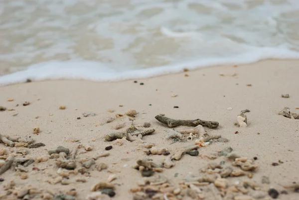 Fragments de corail sur les plages — Photo