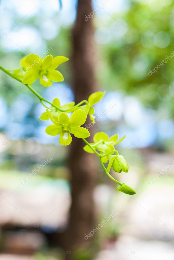 Beautiful green orchid