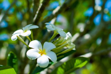 arka planda yaprakları ile Frangipani çiçekler