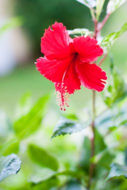 kırmızı amber çiçeği