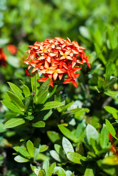 Rubiaceae - flores vermelhas — Fotografia de Stock