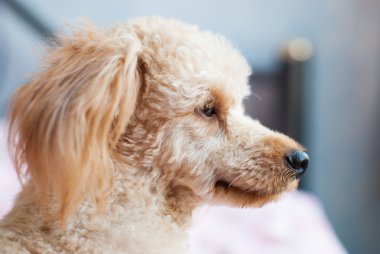 Yalnız köpek birini bekliyor