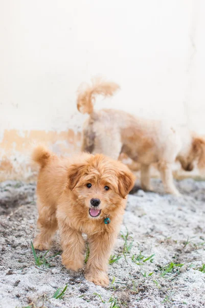 Cachorrinho engraçado na areia — Fotografia de Stock