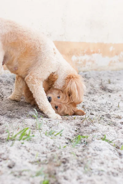 Смешные собаки на песке — стоковое фото