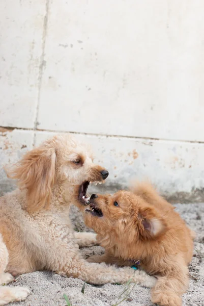 Cães engraçados na areia — Fotografia de Stock