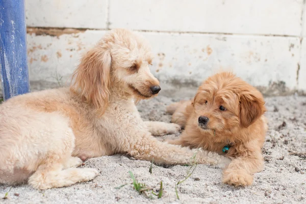 Cães engraçados na areia — Fotografia de Stock