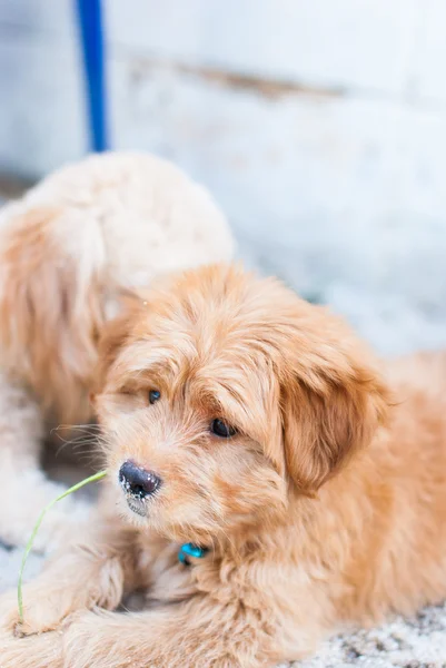 Funny dogs on the sand — Stock Photo, Image