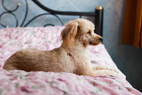 Cão solitário esperando por alguém — Fotografia de Stock