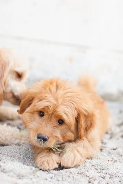 Funny dogs on the sand — Stock Photo, Image