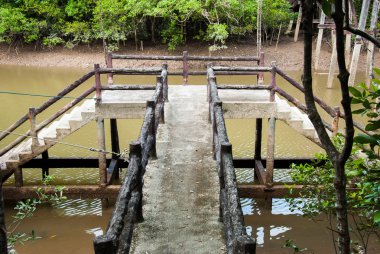 ranong, Tayland, orman mangrov.