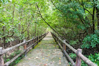 ranong, Tayland, orman mangrov.
