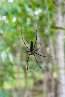 Örümcek ağındaki örümcek.