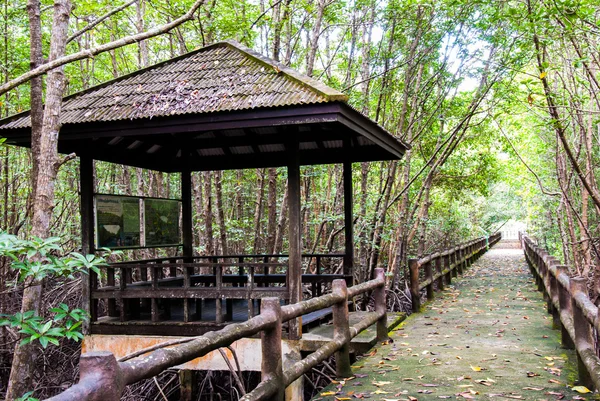 La mangrove forestière à Ranong, Thaïlande . — Photo