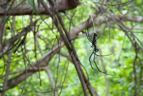 Spider on a spider web. — Stock Photo, Image