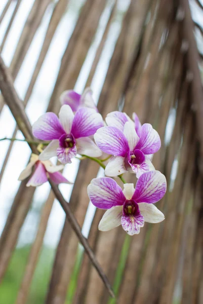 Orchidée tropicale pourpre fleur — Photo