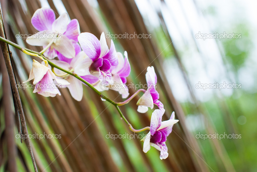 Purple tropical orchid flower