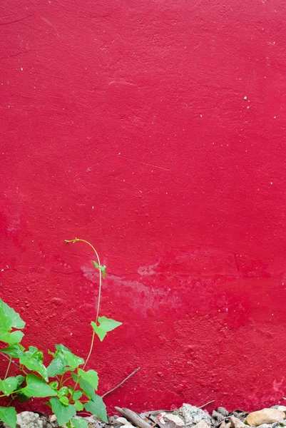 特写绿色叶红色水泥墙上 — 图库照片