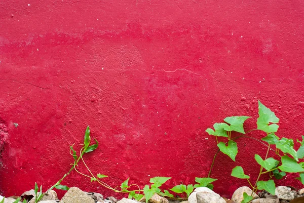 Kırmızı çimento duvardaki closeup yeşil yaprak — Stok fotoğraf