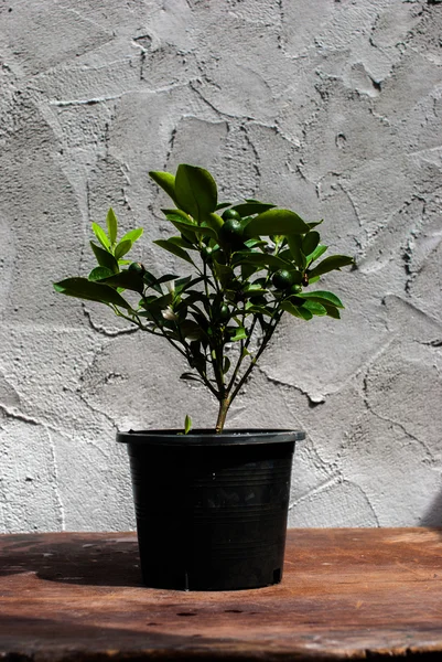 Arka plastik Saksı bitkiler