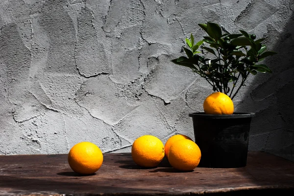 Pomarańcze i roślin w doniczkach powrót z tworzyw sztucznych — Zdjęcie stockowe