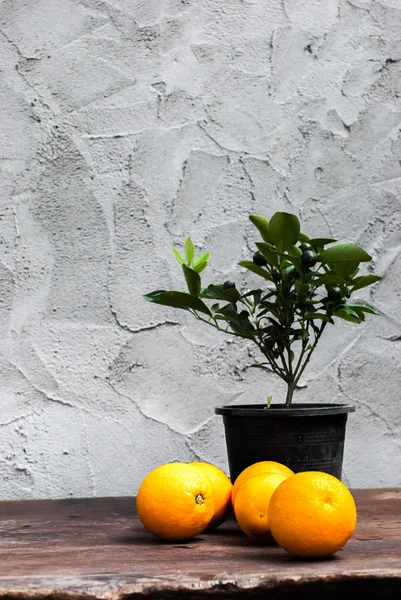 Orangen und Pflanzen in hinteren Plastiktöpfen — Stockfoto