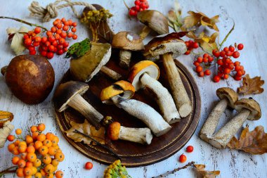 Taze orman mantarları, sonbahar yaprakları, hafif ahşap arka planda dağ külleri. Yukarıdan bak. Sonbahar konsepti