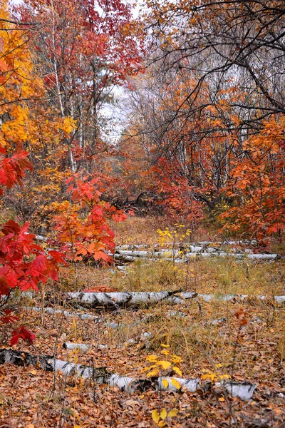 Hermoso Camino Otoño Bosque Vertical — Foto de Stock