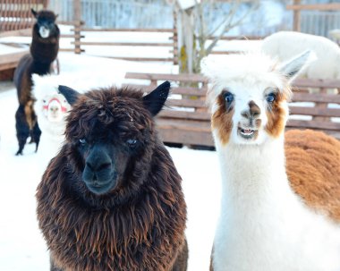 Kışın iki güzel alpaka. Güney Amerika Camelid