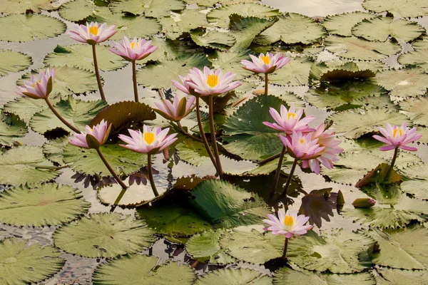Lotusbloem in de vijver — Stockfoto