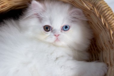 sepeti de sevimli kedi