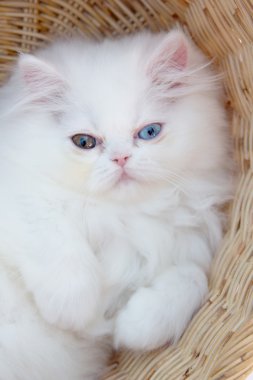 sepeti de sevimli kedi