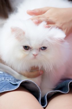 Yavru kedi Bakımı çocuklar tarafından