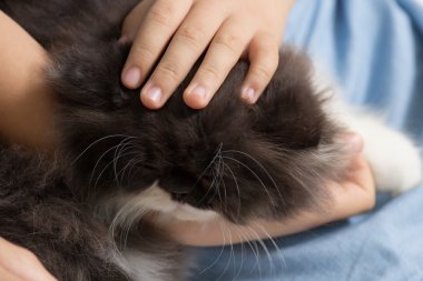 Yavru kedi Bakımı çocuklar tarafından