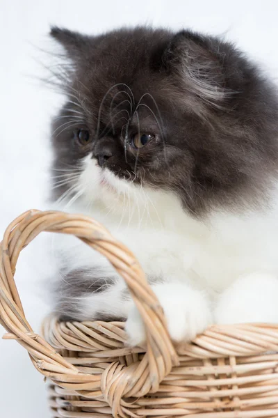 Ловкий котенок в корзине — стоковое фото