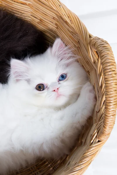 Lovely kitten in the basket — Stock Photo, Image