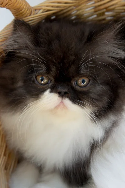 Beau chaton dans le panier — Photo