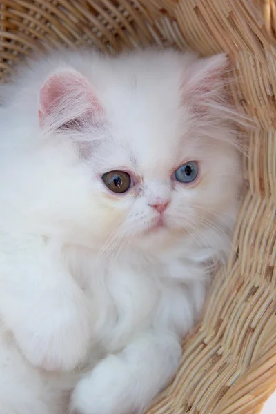 かごの中の素敵な子猫 — ストック写真