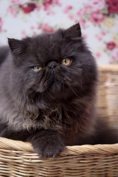 Mooie katje in de mand — Stockfoto