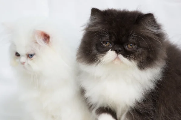 Cute Lovely kittens — Stock Photo, Image