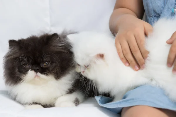 Kätzchenpflege durch Kinder — Stockfoto