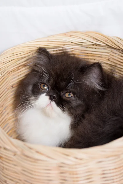 Lovely kitten in the basket — Stock Photo, Image