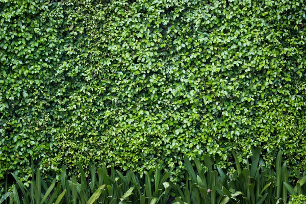 Green bush wall background — Stock Photo, Image