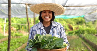 Happy Asian farmer harvesting fresh organic vegetable in local farm at countryside.