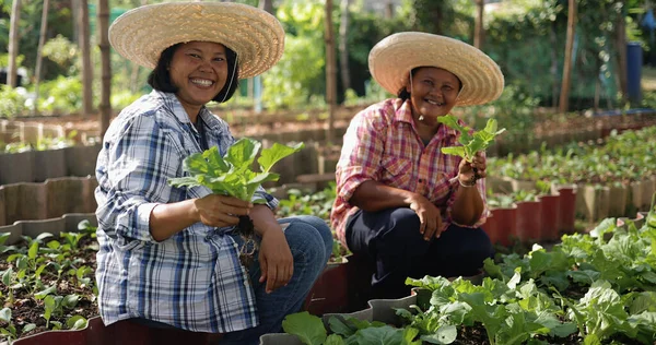 Happy Asian Farmer Harvesting Fresh Organic Vegetable Together Local Farm ロイヤリティフリーのストック写真