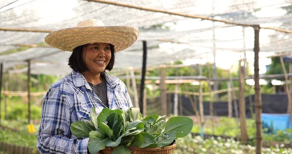 Glücklicher Asiatischer Bauer Erntet Frisches Bio Gemüse Auf Dem Land Stockfoto
